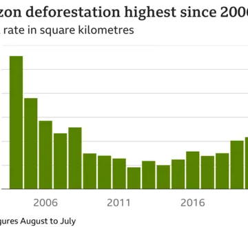 Deforestation in Brazil’s Amazon Reaches Highest Level Since 2006