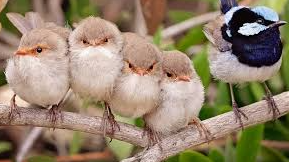 Superb Fairywren Wins 2021 Australian Bird of the Year for Bringing Joy During the Pandemic