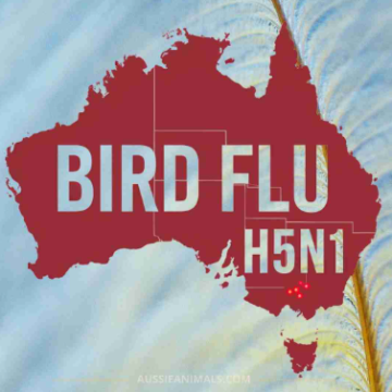 Australia Allocates $83.5 Million for Bird Flu Protection