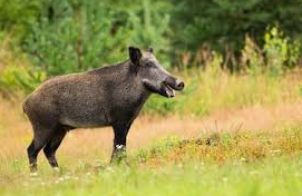 Rangers Hunt for Feral Pigs Released Illegally in Cairngorms National Park