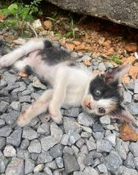 Delivery Rider’s Quick Thinking Saves Stray Kitten on Busy Malaysian Road